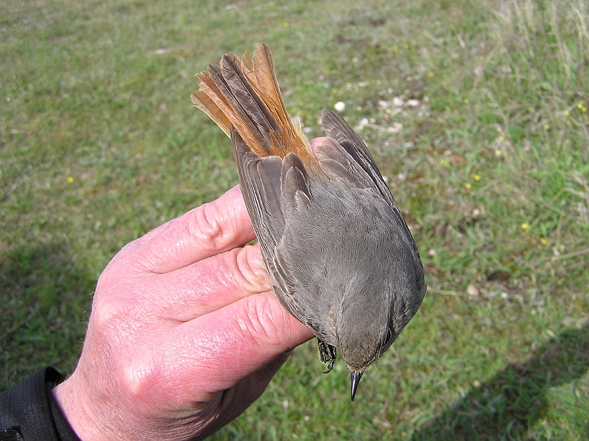 Black Redstart, Sundre 20100515